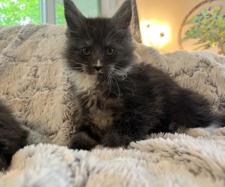 Exotic Purr