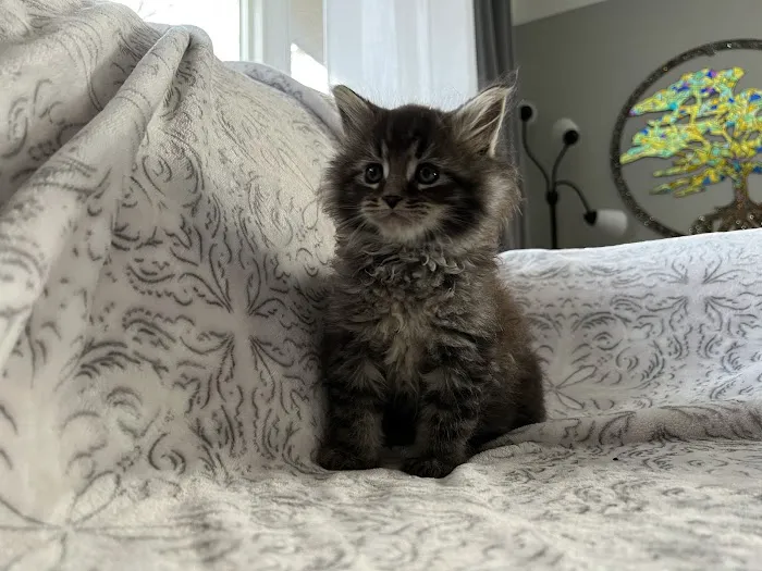 Exotic Purr Picture 6