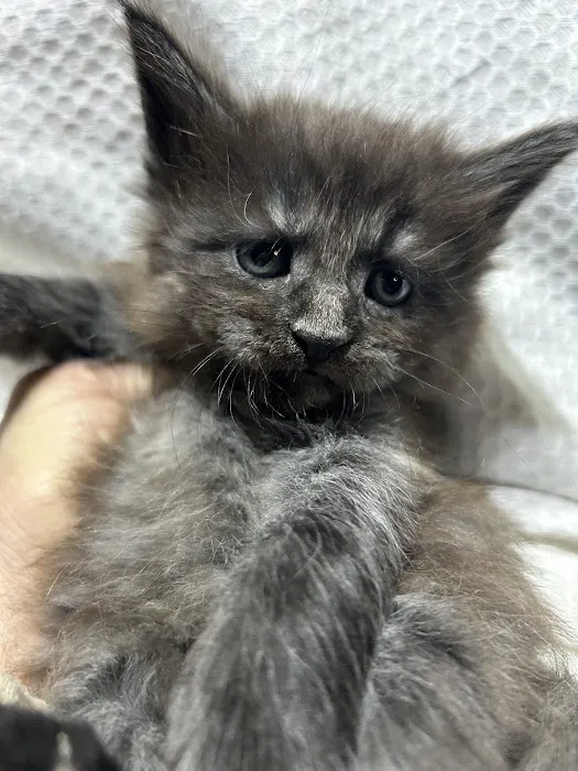 Exotic Purr Picture 7