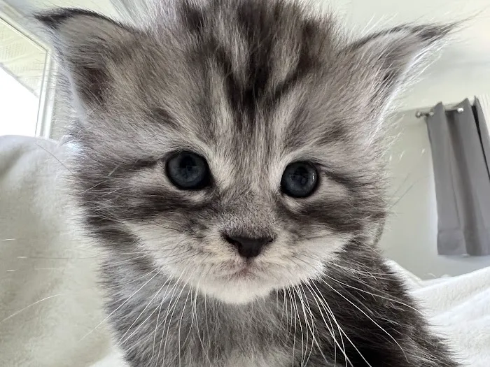 Exotic Purr Picture 2