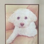 Remrock Farms Veterinary Services