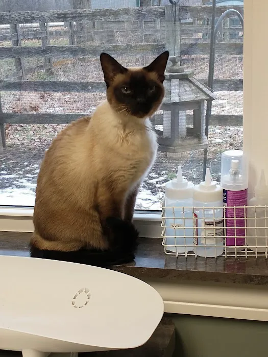 Country Cat Clinic Picture 6