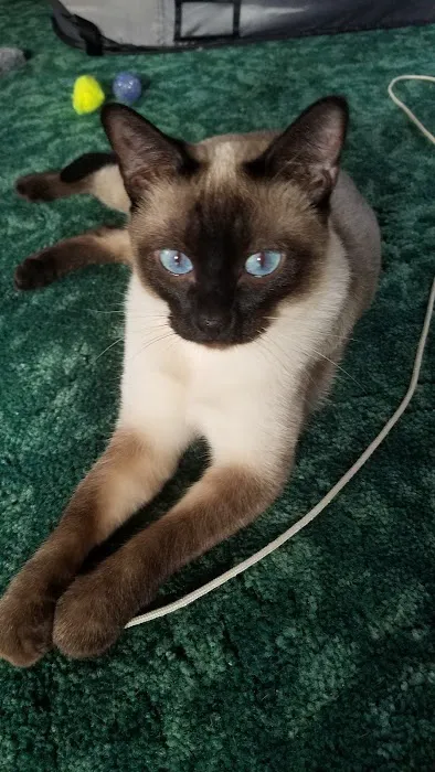 Country Cat Clinic Picture 3