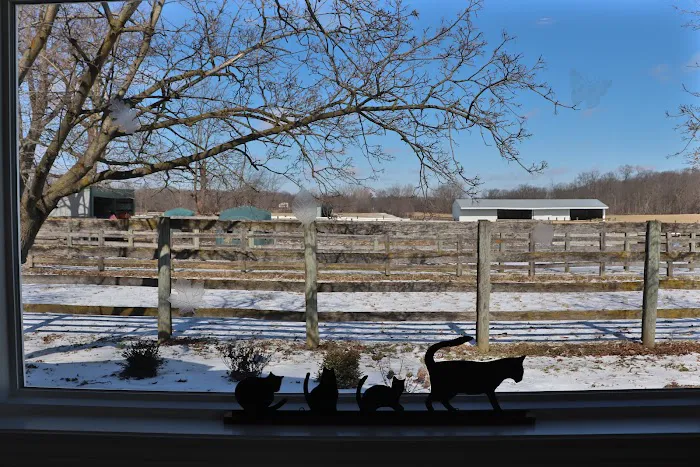 Country Cat Clinic Picture 4