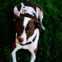 Great Oaks Veterinary Clinic ico