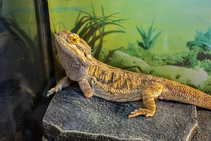 Advanced Pet Care of Oakland Picture 9