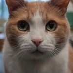 Advanced Pet Care of Oakland
