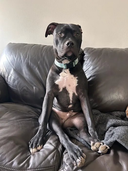 Advanced Pet Care of Oakland Picture 2