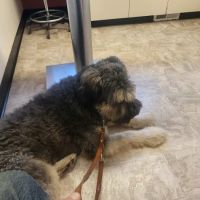 Lake Orion Veterinary Hospital ico