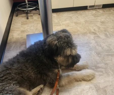 Lake Orion Veterinary Hospital