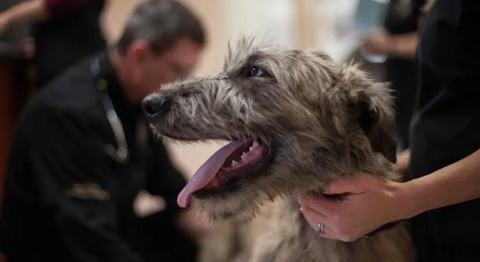 Lake Orion Veterinary Hospital Picture 9
