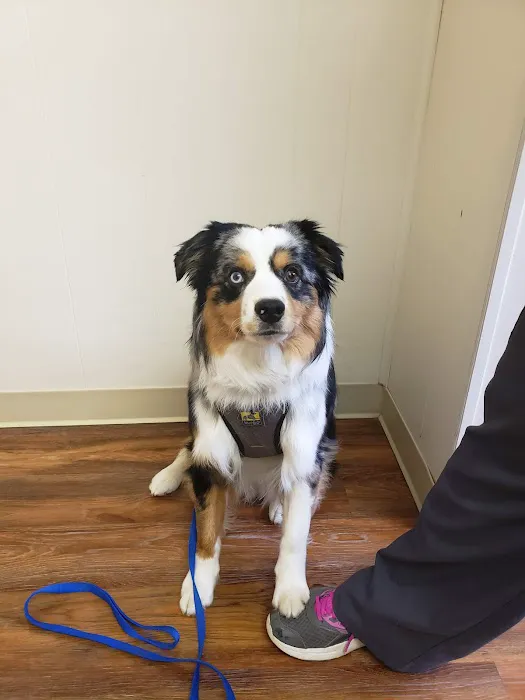 Lake Orion Veterinary Hospital Picture 5