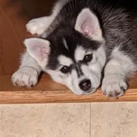 Animal Wellness & Medical Center of Oxford ico