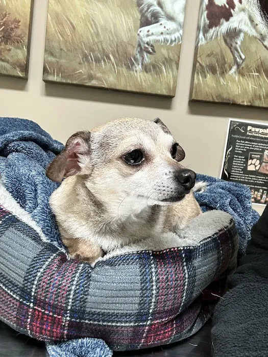 Animal Wellness & Medical Center of Oxford Picture 7