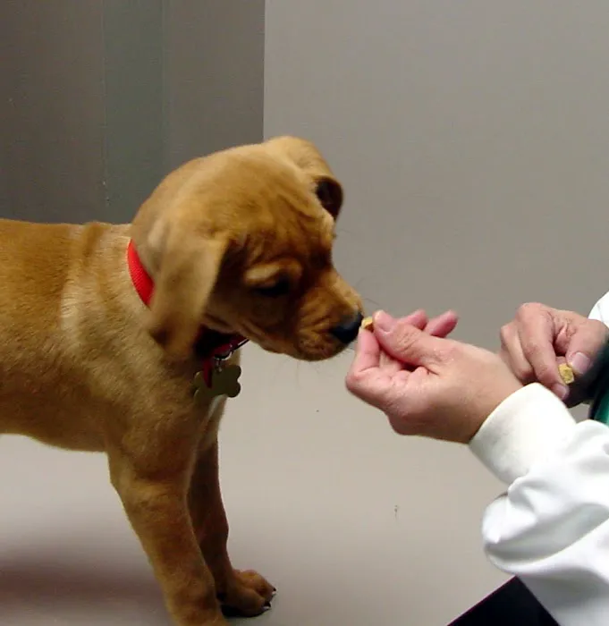 Oxford Veterinary Hospital Picture 7