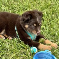 Parker Veterinary Hospital ico