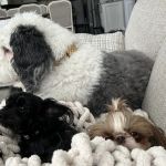 North Oakland Veterinary Associates