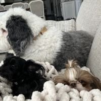 North Oakland Veterinary Associates ico