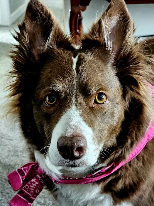Brooks Animal Clinic Picture 5