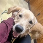 Springfield Veterinary Clinic