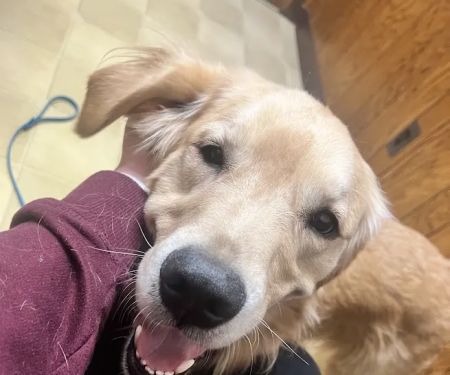 Springfield Veterinary Clinic