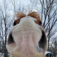 Equine Medical Services ico