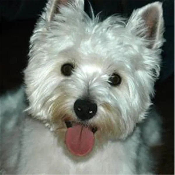 Milford Veterinary Clinic PC Picture 2