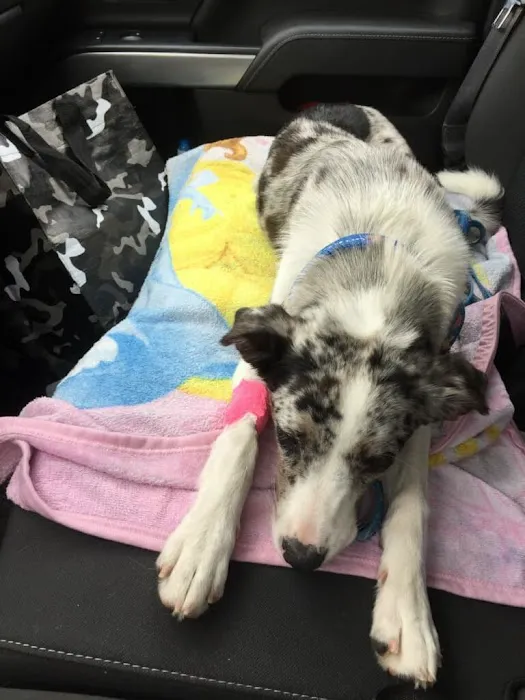 Veterinary Care Services of Milford Picture 4
