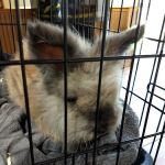 Veterinary Care Services of Milford