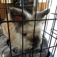 Veterinary Care Services of Milford ico