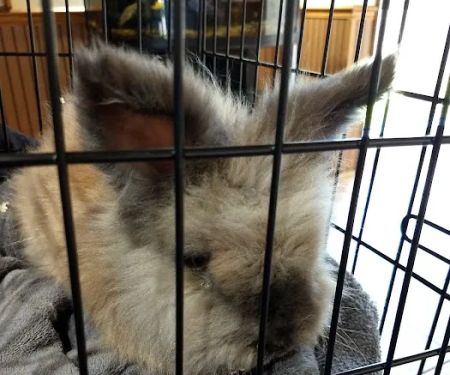 Veterinary Care Services of Milford