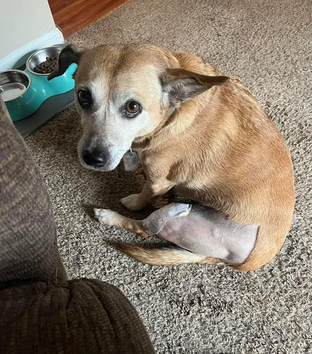 Veterinary Care Services of Milford Picture 6