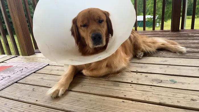 Beesley Animal Clinic Picture 8