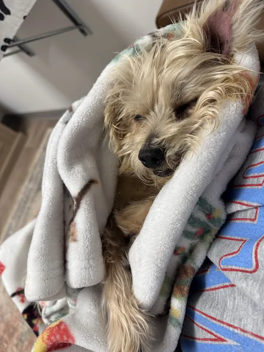 Family Pet Health Picture 2