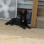 Anderson Veterinary Clinic