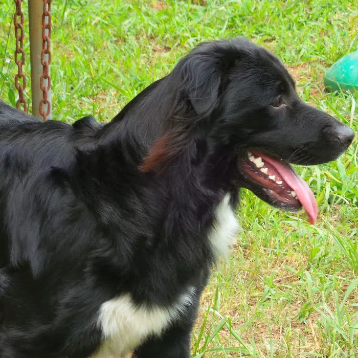 Anderson Veterinary Clinic Picture 10