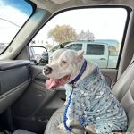 Arizona Veterinary Emergency & Critical Care Center