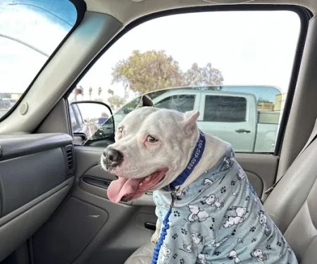 Arizona Veterinary Emergency & Critical Care Center