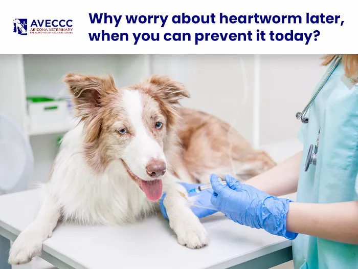 Arizona Veterinary Emergency & Critical Care Center Picture 4