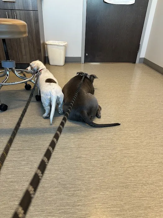 Canyon State Veterinary Specialties Picture 4