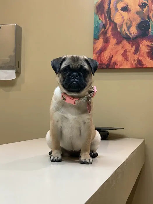 Catalina Animal Hospital Picture 1