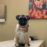 Catalina Animal Hospital ico