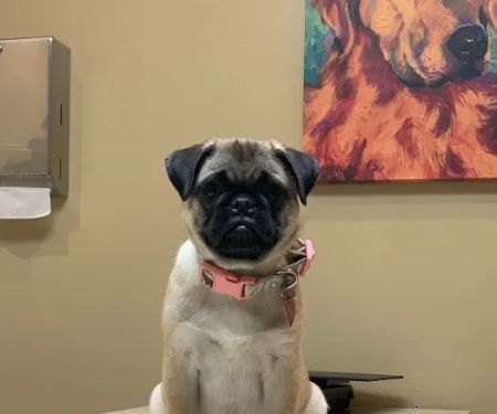 Catalina Animal Hospital