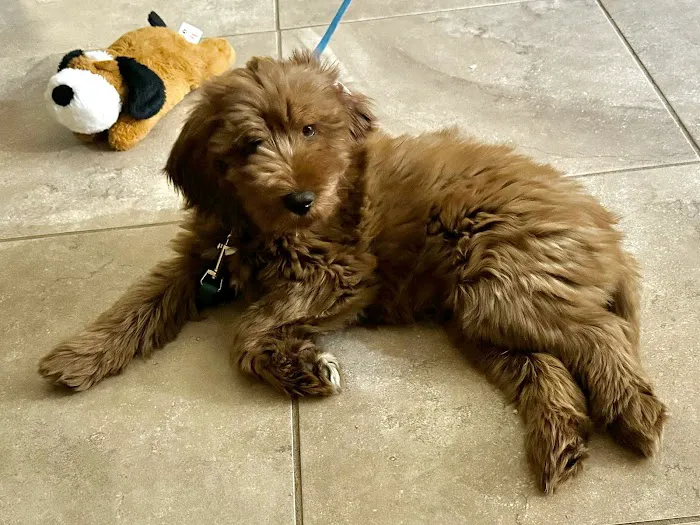 Catalina Animal Hospital Picture 9