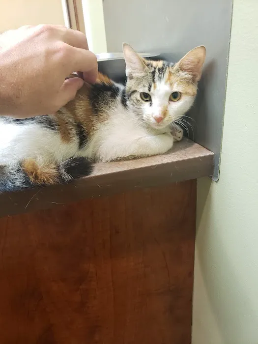 Catalina Animal Hospital Picture 7