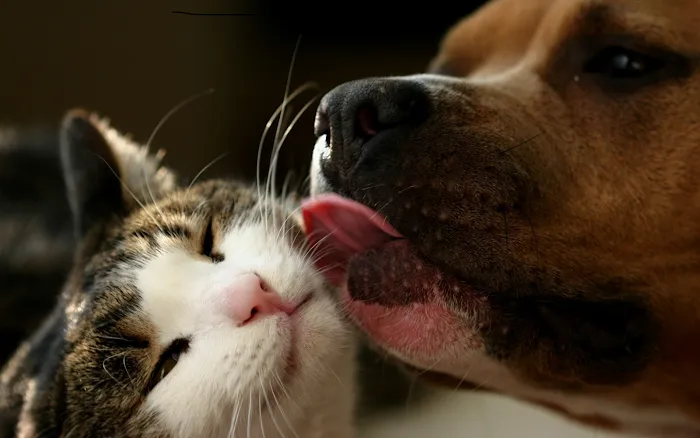 Catalina Animal Hospital Picture 10