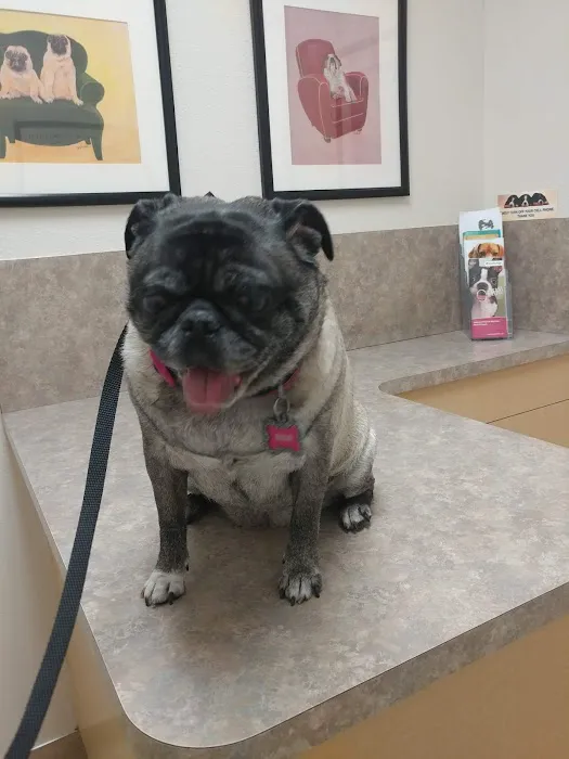 Acoma Animal Hospital Picture 4
