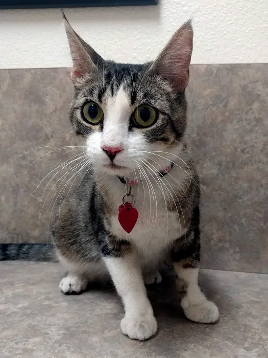 Acoma Animal Hospital Picture 5