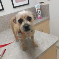 Acoma Animal Hospital ico