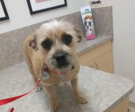 Acoma Animal Hospital